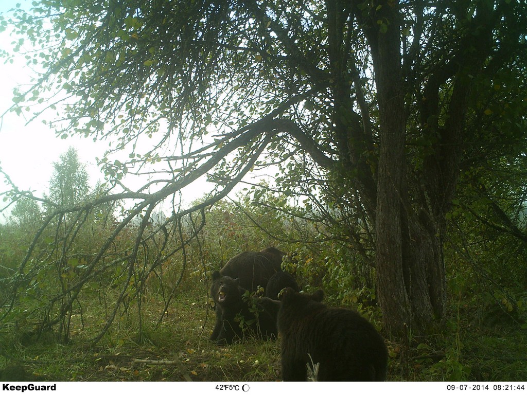 KeepGuard狩猟用カメラ