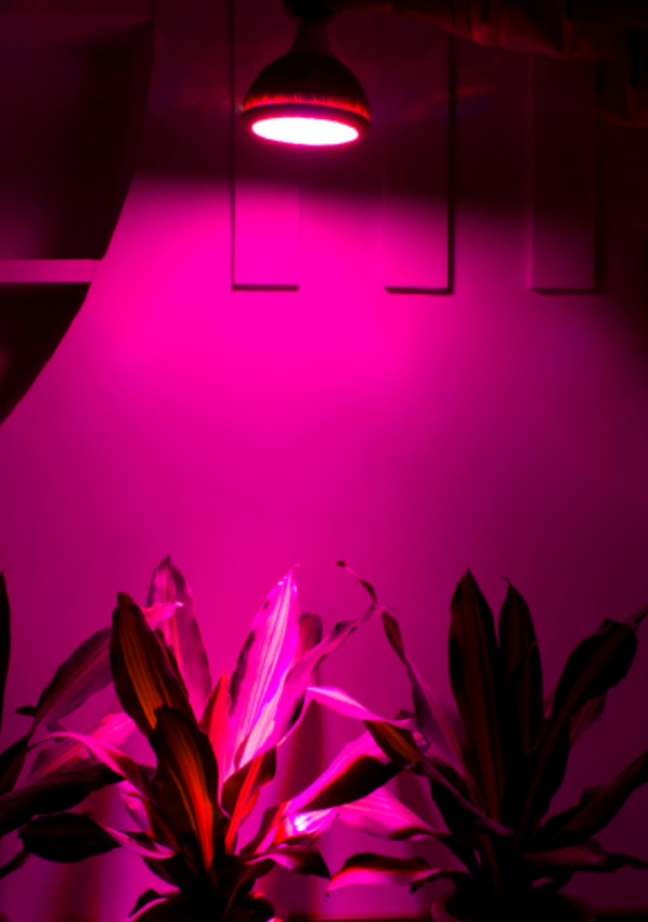 LED成長ライト
